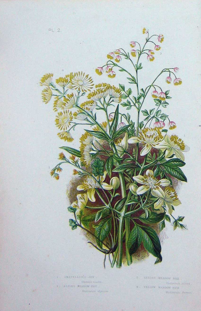Original Old Antique Print C1870 Anne Pratt Plants Meadow Rue Traveller'S Joy