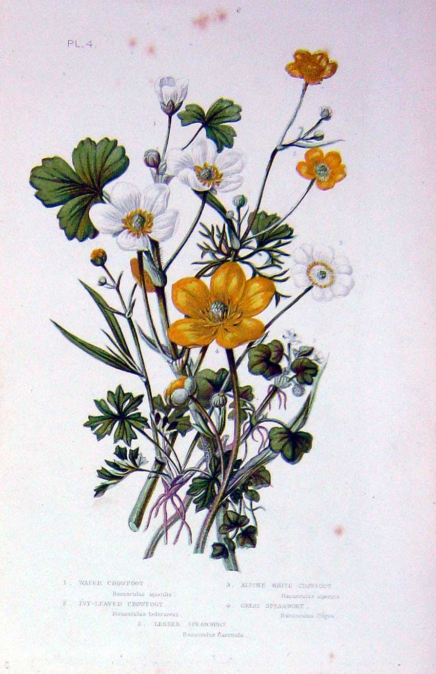 Original Old Antique Print C1870 Anne Pratt Plants Crowfoot Spearwort Flowers