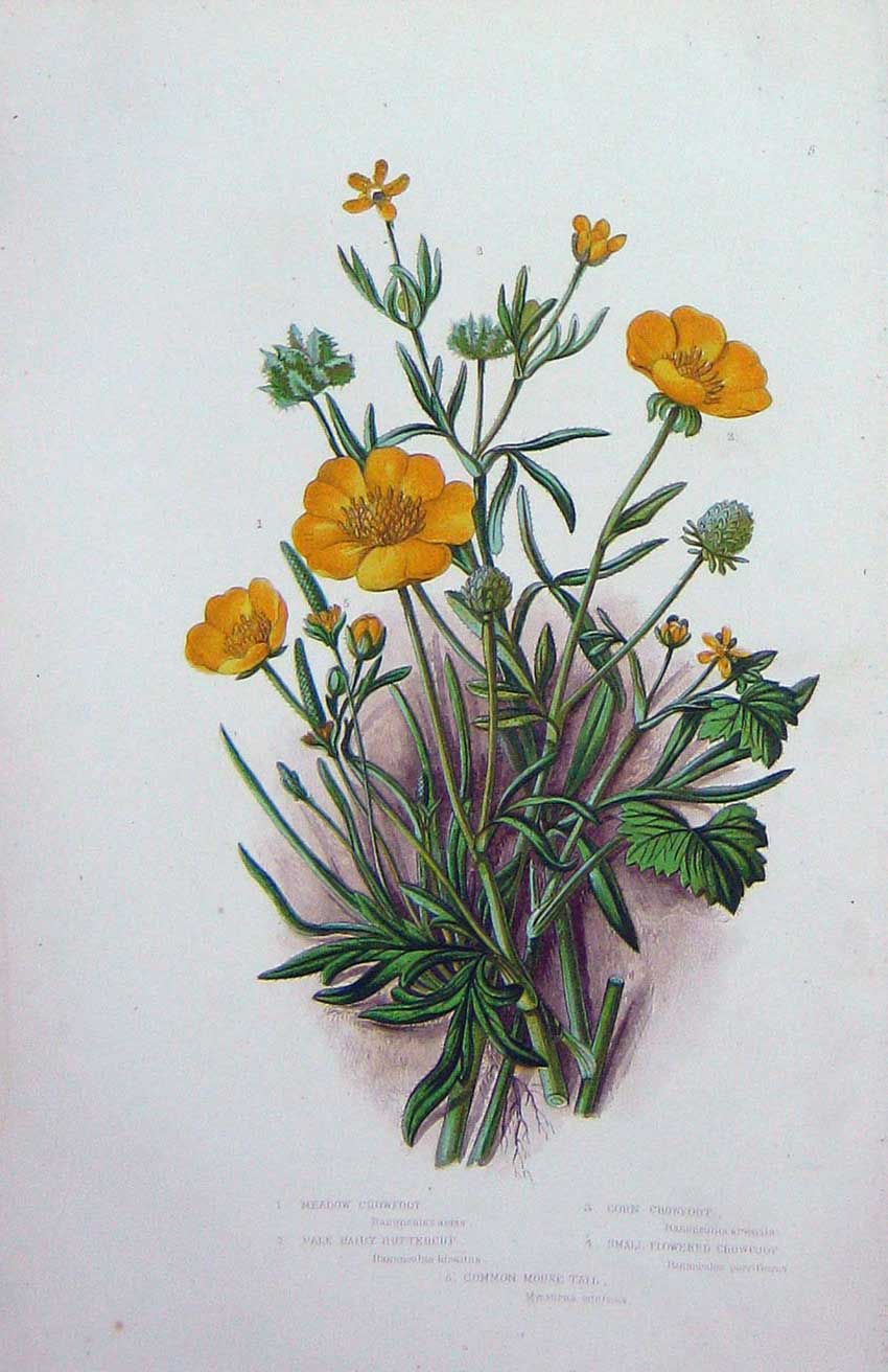 Old Antique Print C1870 Anne Pratt Plants Crowfoot Buttercup Mouse Tail 19th