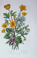Original Old Antique Print C1870 Anne Pratt Plants Celandine Crowfoot Buttercup