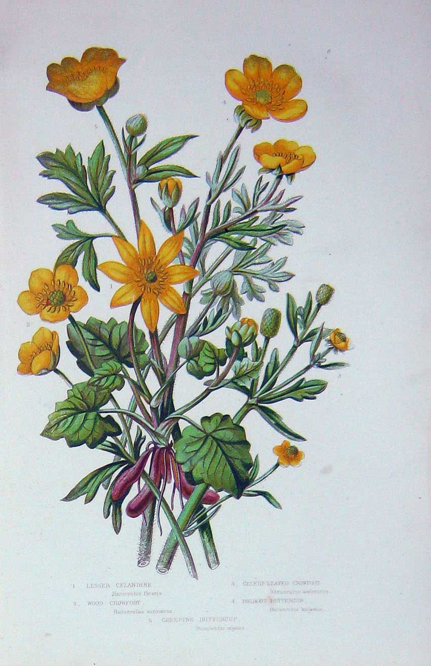 Original Old Antique Print C1870 Anne Pratt Plants Celandine Crowfoot Buttercup