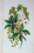 Original Old Antique Print C1870 Anne Pratt Plants Barberry Barrenwort Flowers
