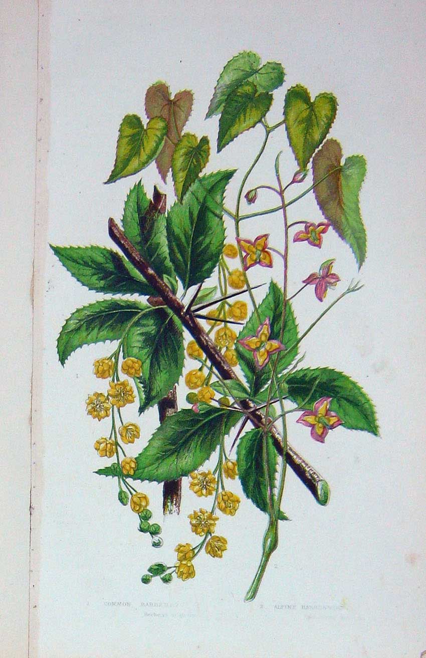 Original Old Antique Print C1870 Anne Pratt Plants Barberry Barrenwort Flowers