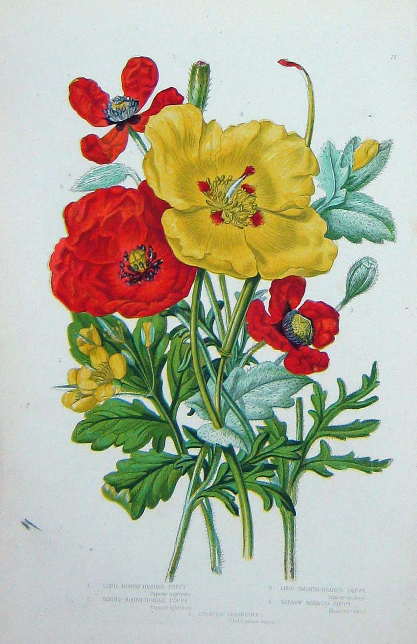 Original Old Antique Print C1870 Anne Pratt Plants Poppy Celandine Flowers Red