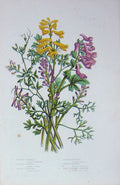 Original Old Antique Print C1870 Anne Pratt Plants Corydalis Fumitory Flowers