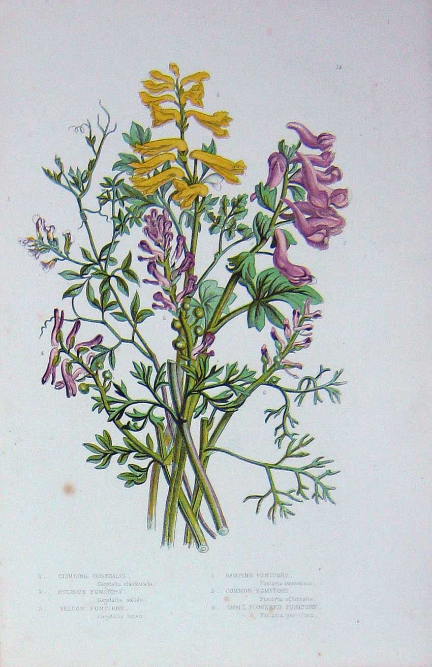 Original Old Antique Print C1870 Anne Pratt Plants Corydalis Fumitory Flowers