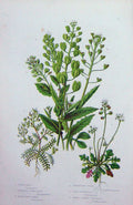 Old Antique Print C1870 Anne Pratt Plants Cress Shepherds Purse Teesdalja 19th
