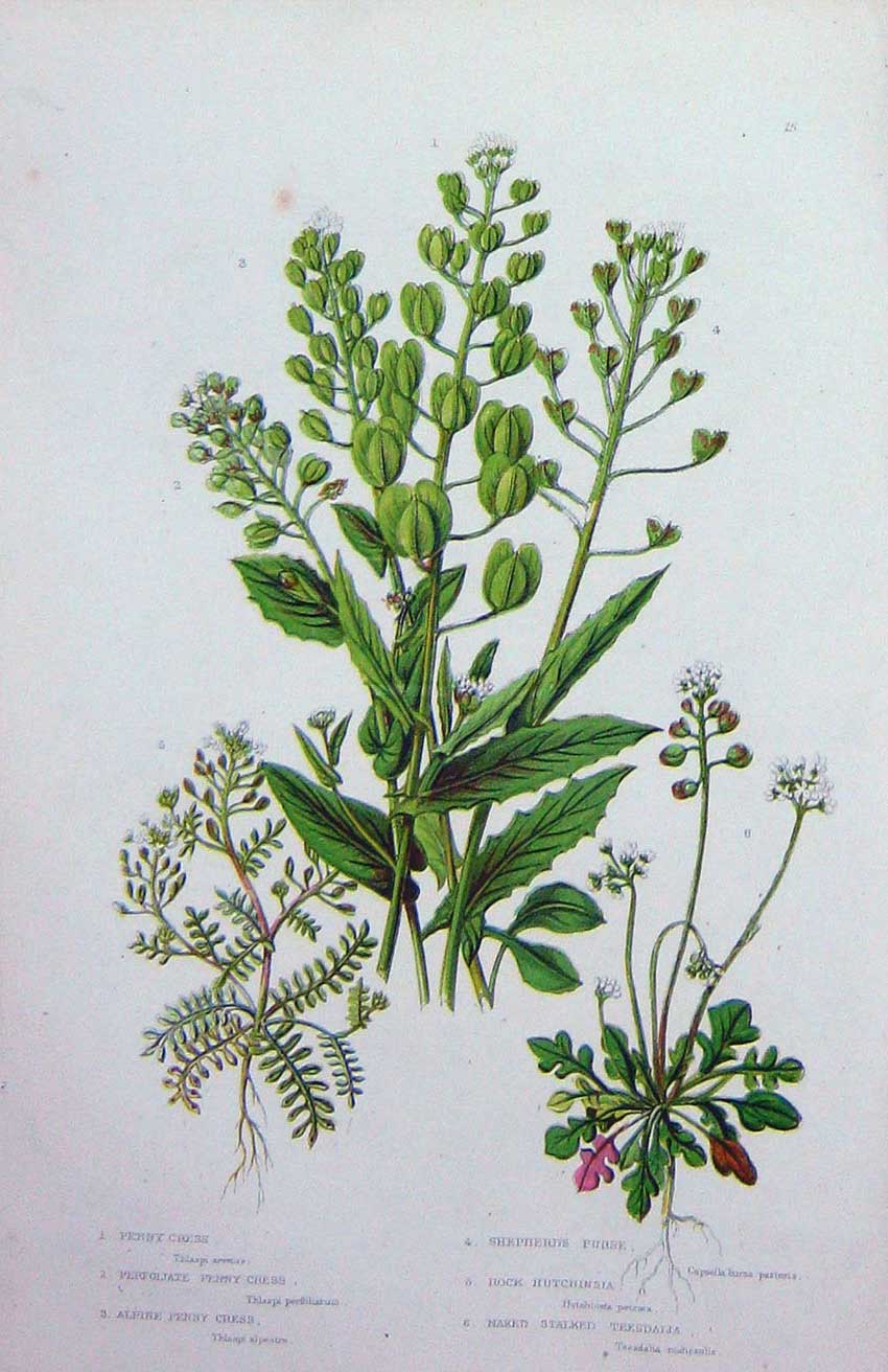 Old Antique Print C1870 Anne Pratt Plants Cress Shepherds Purse Teesdalja 19th