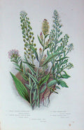 Old Antique Print C1870 Anne Pratt Plants Pepper Wort British Candy Tuft 19th