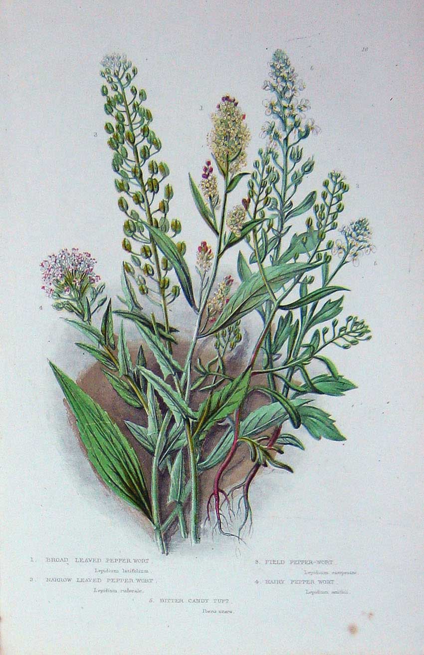 Old Antique Print C1870 Anne Pratt Plants Pepper Wort British Candy Tuft 19th