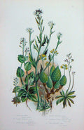 Original Old Antique Print C1870 Anne Pratt Plants Whitlow Grass Awl-Wort Rock