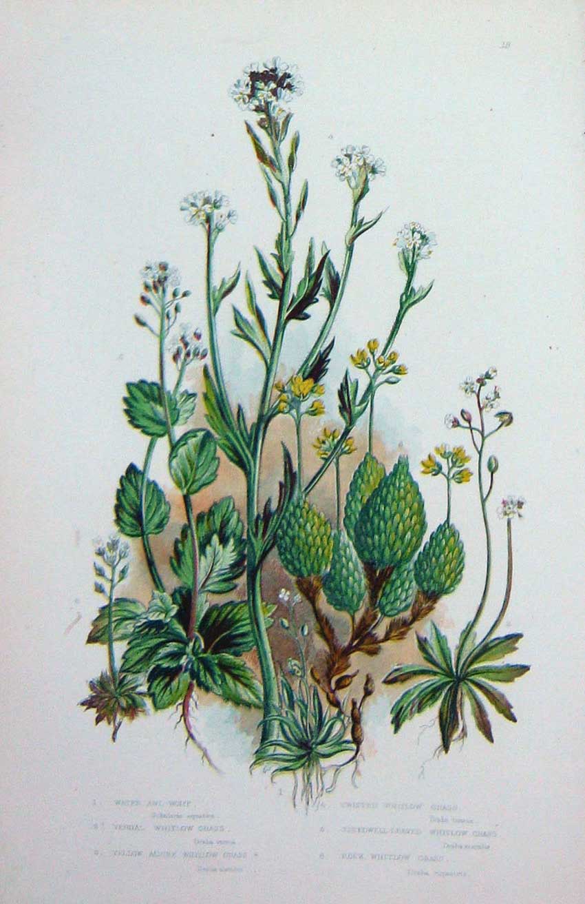 Original Old Antique Print C1870 Anne Pratt Plants Whitlow Grass Awl-Wort Rock