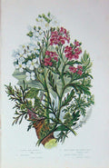 Old Antique Print C1870 Anne Pratt Plants Sea Rockets Kale Swine'S Cress 19th