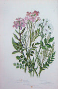 Old Antique Print C1870 Anne Pratt Plants Coral Root Cuckoo-Flower Cress 19th