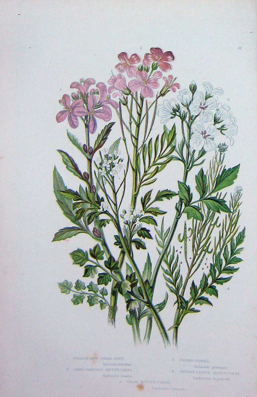 Old Antique Print C1870 Anne Pratt Plants Coral Root Cuckoo-Flower Cress 19th