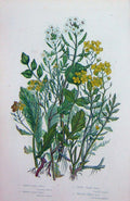 Old Antique Print C1870 Anne Pratt Plants Water Cress Amphibious Yellow 19th