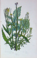 Old Antique Print C1870 Anne Pratt Plants Hedge Mustard Flixweed Rocket 19th