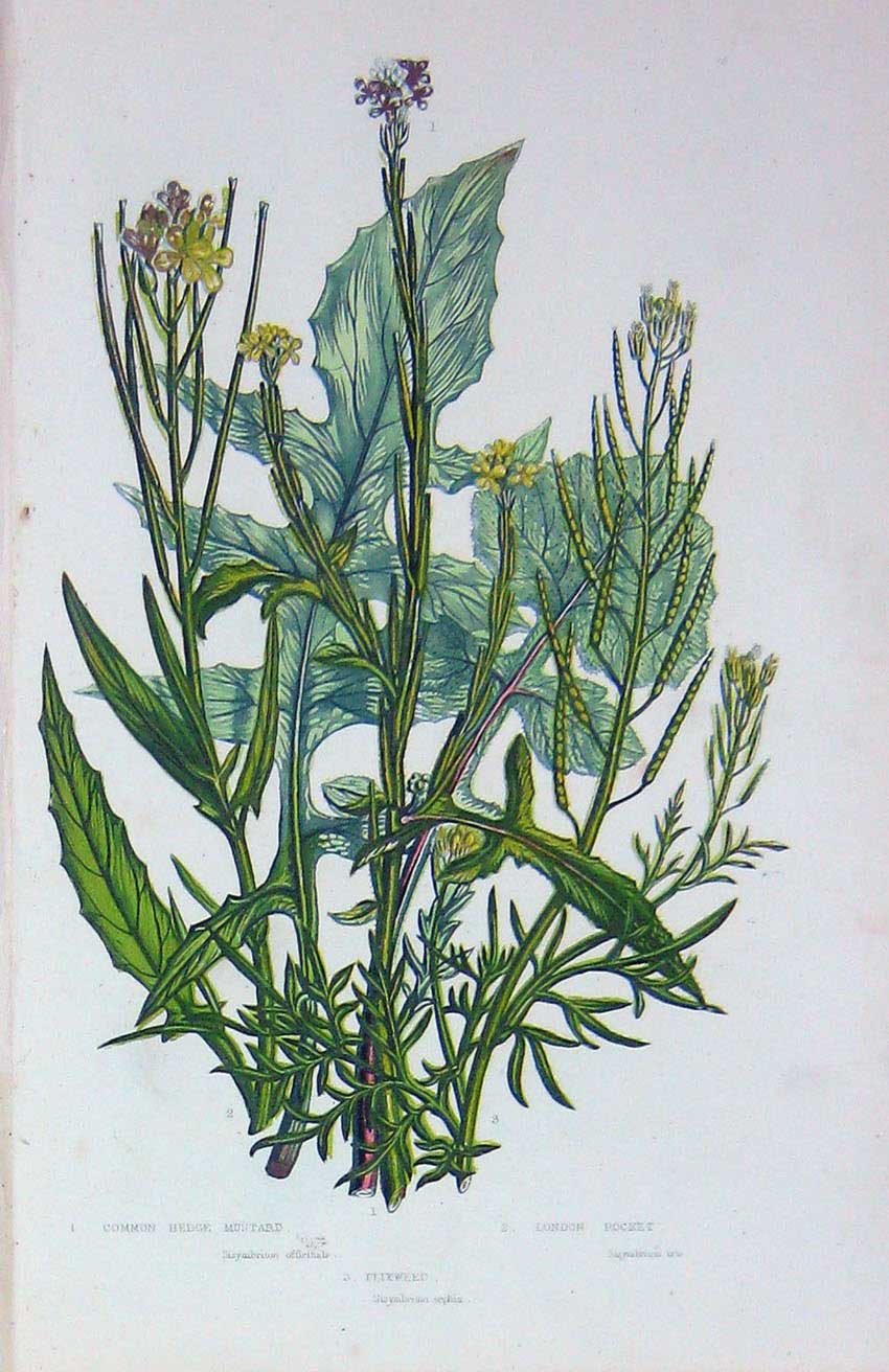 Old Antique Print C1870 Anne Pratt Plants Hedge Mustard Flixweed Rocket 19th