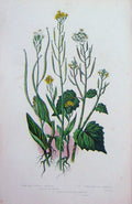 Original Old Antique Print C1870 Anne Pratt Plants Worm Seed Treacle Mustard