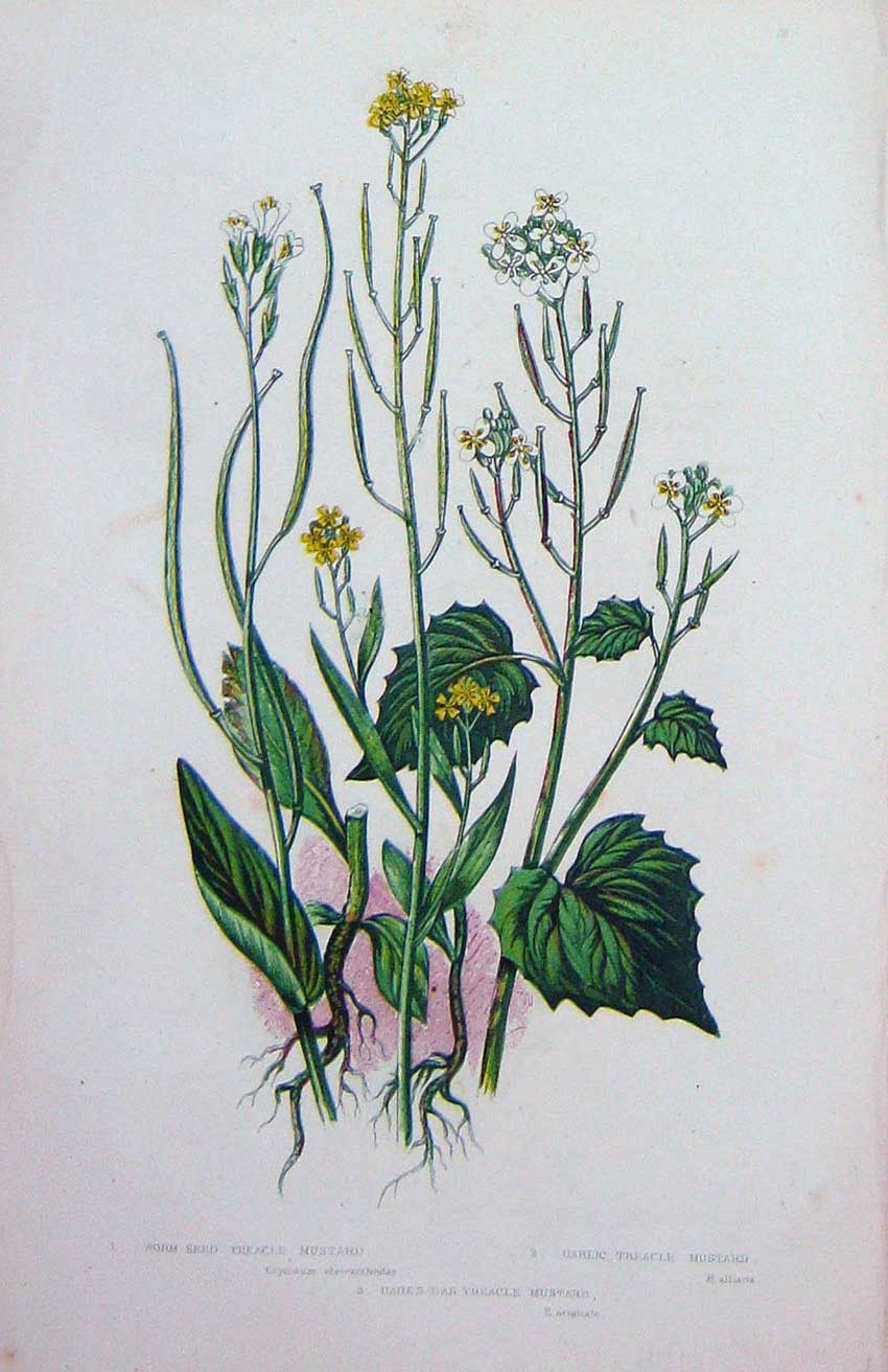 Original Old Antique Print C1870 Anne Pratt Plants Worm Seed Treacle Mustard