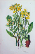 Old Antique Print C1870 Anne Pratt Plants Wild Radish Sea Yellow Flowers 19th