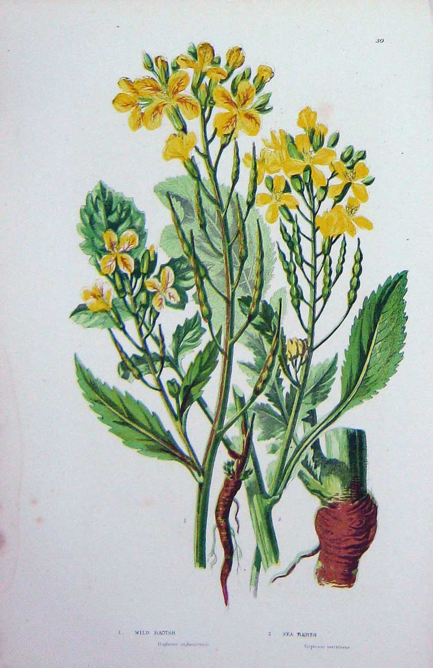 Old Antique Print C1870 Anne Pratt Plants Wild Radish Sea Yellow Flowers 19th