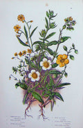 Original Old Antique Print C1870 Anne Pratt Plants Rock-Rose Hoary Common Ledum