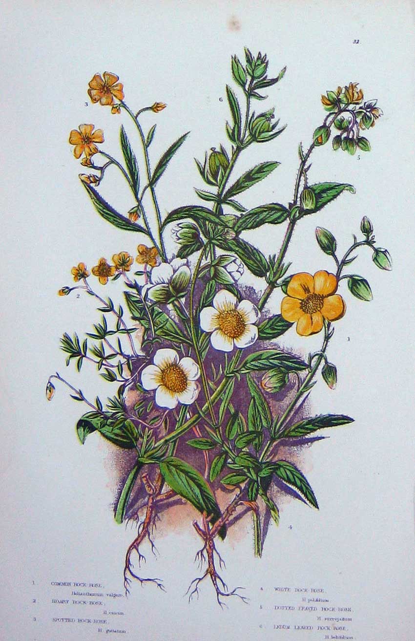 Original Old Antique Print C1870 Anne Pratt Plants Rock-Rose Hoary Common Ledum