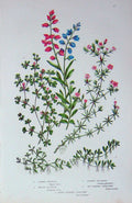 Old Antique Print C1870 Anne Pratt Plants Milkwort Sea-Heath Water-Wort 19th