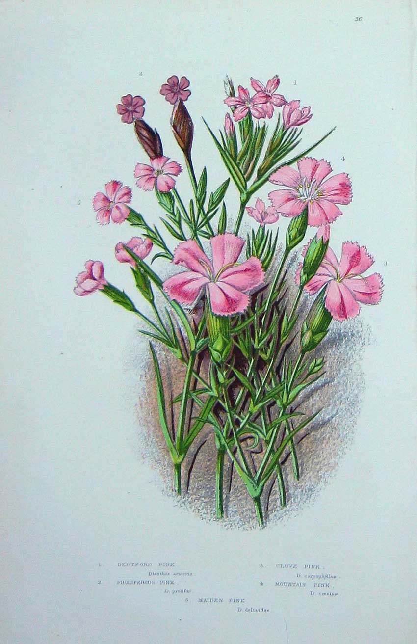Old Antique Print C1870 Anne Pratt Plants Deptford Pink Mountain Flowers 19th