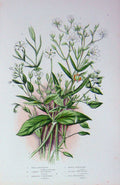 Original Old Antique Print C1870 Anne Pratt Plants Marsh Stitchwort Chickweed