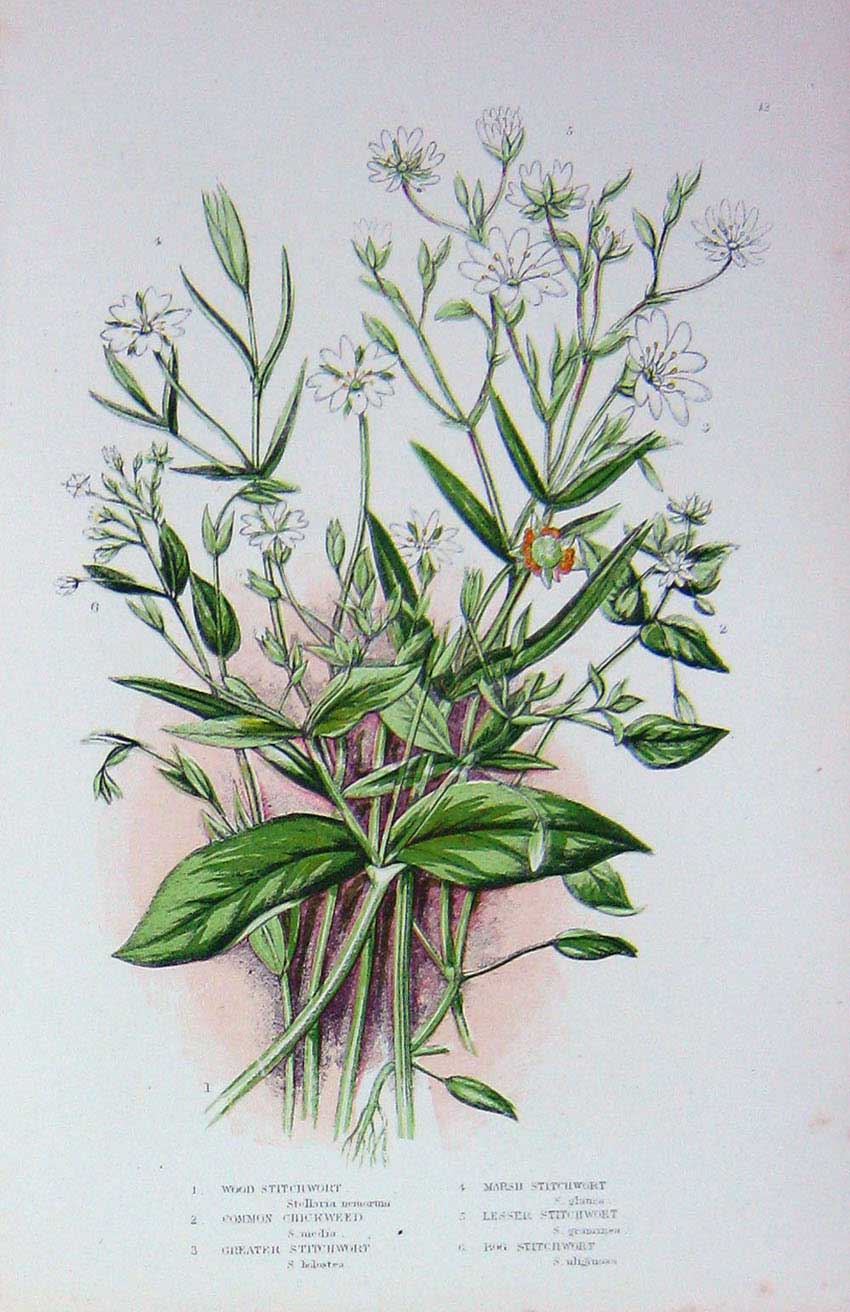 Original Old Antique Print C1870 Anne Pratt Plants Marsh Stitchwort Chickweed