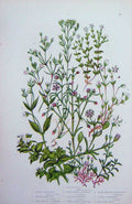Original Old Antique Print C1870 Anne Pratt Plants Sandwort Alpine Thyme Leaved