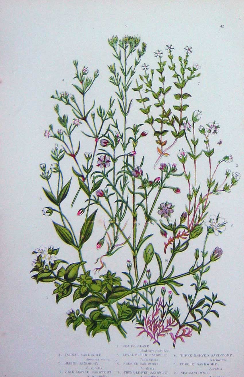 Original Old Antique Print C1870 Anne Pratt Plants Sandwort Alpine Thyme Leaved
