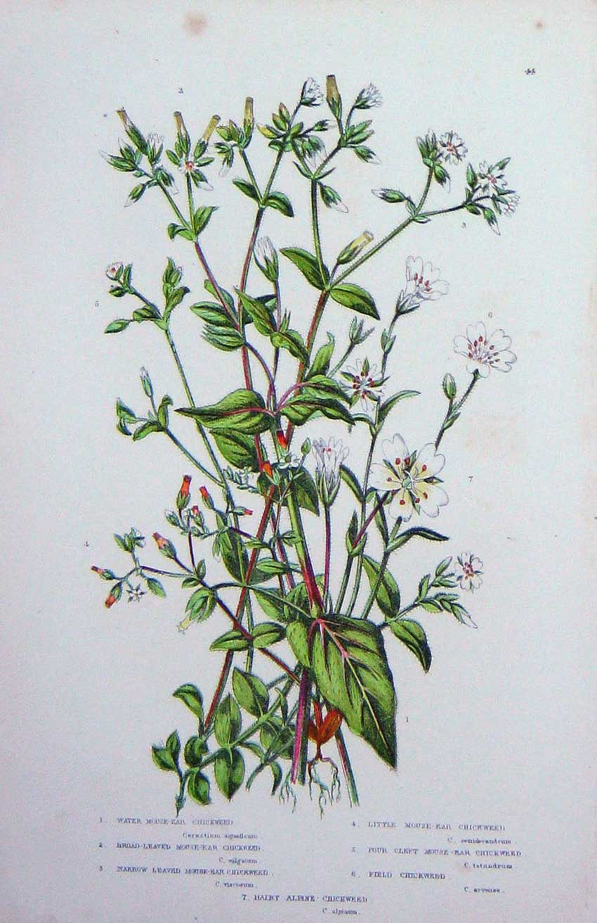 Original Old Antique Print Chickweed Hairy Alpine Mouse C1870 Anne Pratt Plants