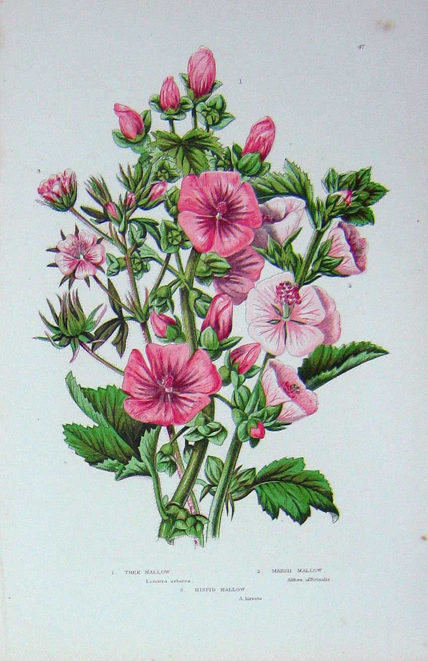Old Antique Print C1870 Anne Pratt Plants Tree Mallow Marsh Hispid Flower 19th