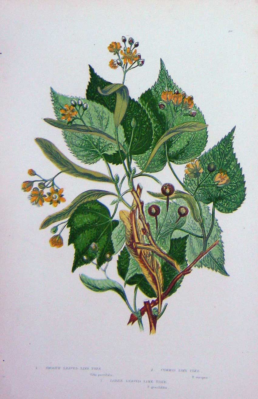 Old Antique Print C1870 Anne Pratt Plants Lime Tree Common Large Leaved 19th