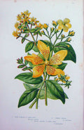 Original Old Antique Print C1870 Anne Pratt Plants St John'S Wort Common Tustan