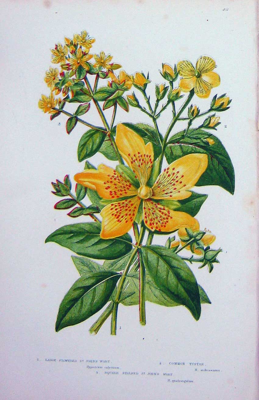 Original Old Antique Print C1870 Anne Pratt Plants St John'S Wort Common Tustan