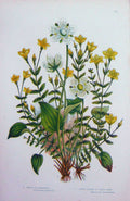 Old Antique Print C1870 Anne Pratt Plants St John'S Wort Parnassus Flower 19th