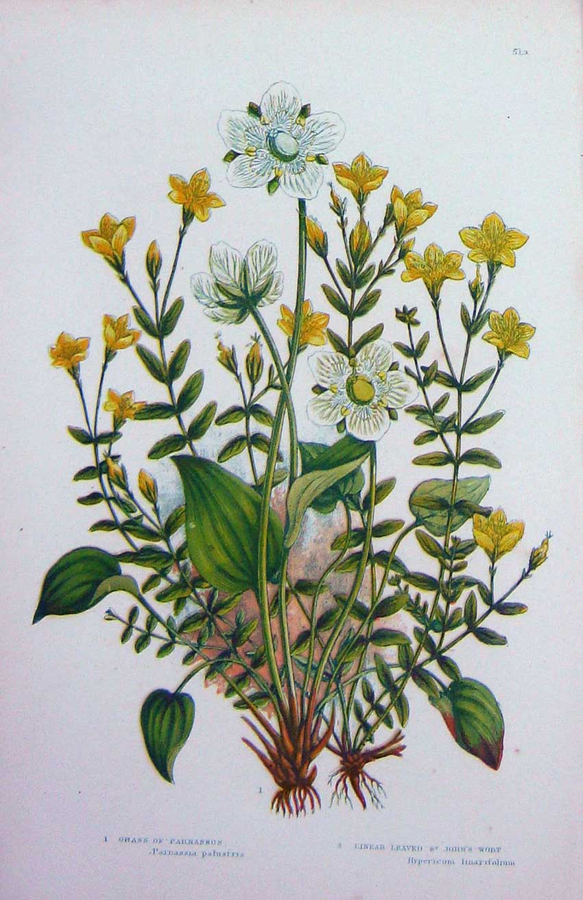 Old Antique Print C1870 Anne Pratt Plants St John'S Wort Parnassus Flower 19th