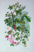 Original Old Antique Print C1870 Anne Pratt Plants Maple Sycamore Common Sorrel