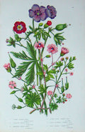 Old Antique Print C1870 Anne Pratt Plant Crane'S-Bill Flowers Dove'S-Foot 19th