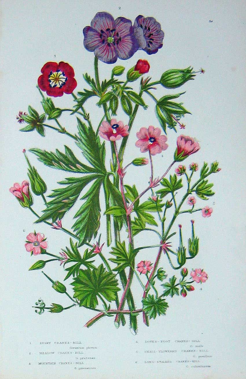 Old Antique Print C1870 Anne Pratt Plant Crane'S-Bill Flowers Dove'S-Foot 19th