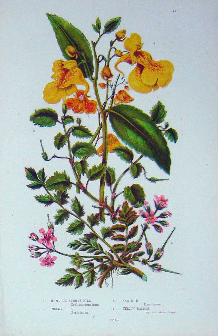 Original Old Antique Print C1870 Anne Pratt Plants Hemlock Storks Bill Balsam