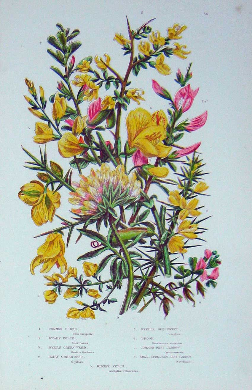 Old Antique Print C1870 Anne Pratt Plants Furze Green-Weed Harrow Vetch 19th
