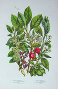 Original Old Antique Print C1870 Anne Pratt Plants Bladder Nut Buckthorn Tree
