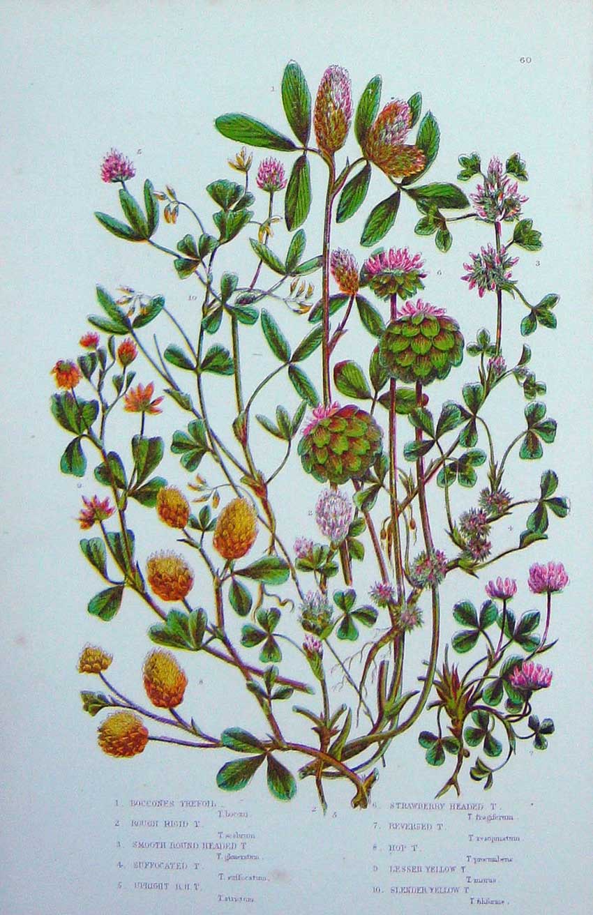 Original Old Antique Print C1870 Anne Pratt Plants Boccones Trefoil Strawberry