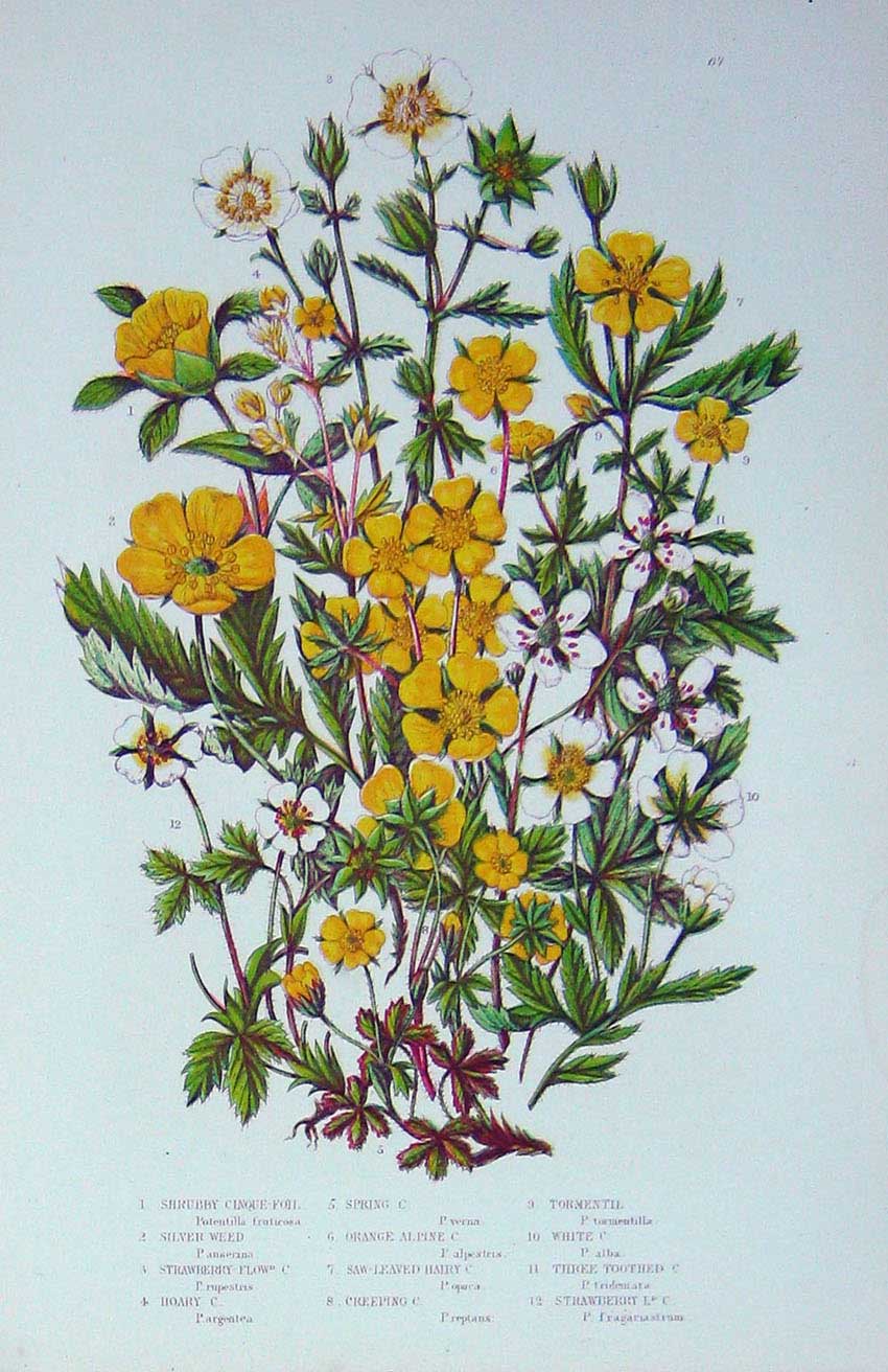 Old Antique Print C1870 Anne Pratt Plants Alpine Silver Weed Cinque-Foil 19th