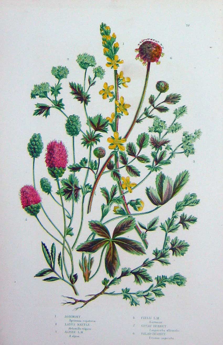 Old Antique Print C1870 Anne Pratt Plants Agrimony Lady'S Mantle Burney 19th